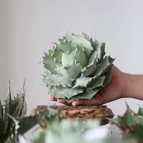 Agave Isthmensis / Style of Chika　no.42179