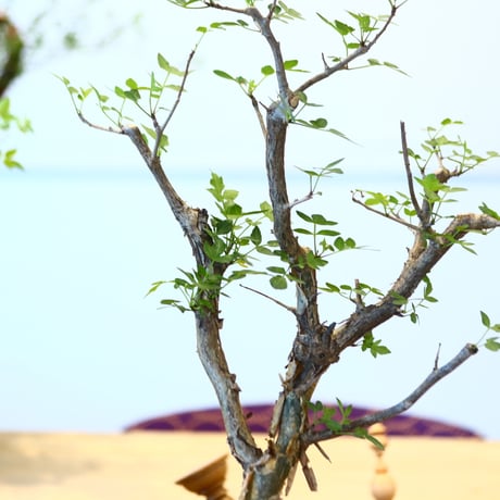 ブルセラ ファガロイデス / Bursera fagaroides   no.62515
