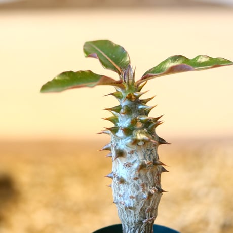 パキポディウム バロニー(実生) / Pachypodium baronii    no.51446
