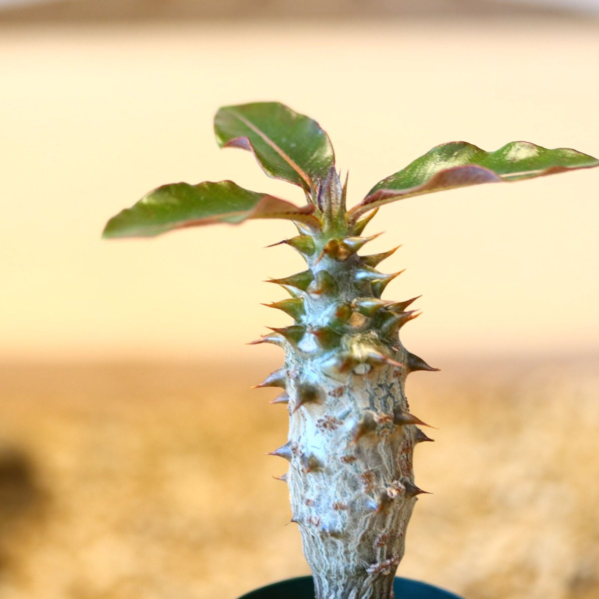 パキポディウム バロニー 珍株 3分岐 純血 実生 送料込み パキポディウム バロニー 珍株 3分岐 純血 実生 送料込み