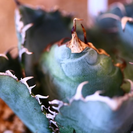 【9/9入荷未発根未活着ベアルート植込み】 Agave titanota White Whale    no.91774