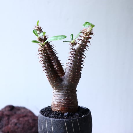 パキポディウム  マカイエンセ    Pachypodium Makayense  no71440