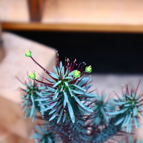 ユーフォルビア ロリカータ／Euphorbia loricata     no.42430