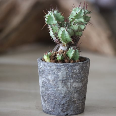 Euphorbia horrida f. monstruosa × たけろうポット 　no.63025