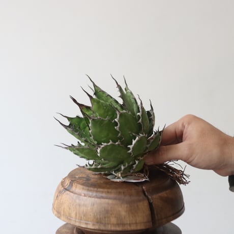 U.S. horrida (Agave horrida) / Style of Chika　no.1227-18