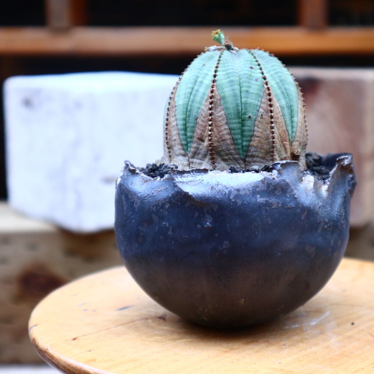 楽天市場】観葉植物 ユーフォルビア オベサ シンメトリカ 多肉