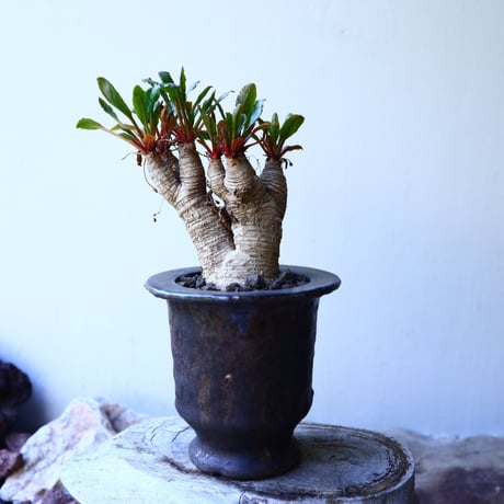 ユーフォルビア sp. フィッシュボーン   Euphorbia sp. nov. fishborn no.52614