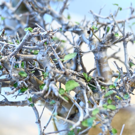 Commiphora wightii × soso   no.100854