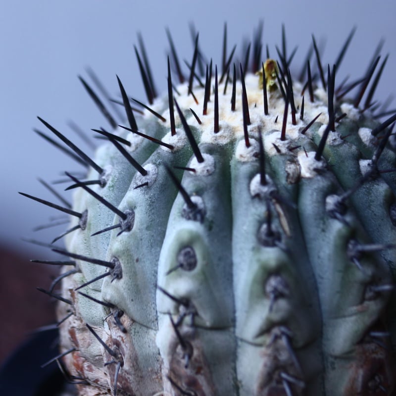 コピアポア 黒王丸 Copiapoa cinerea no.42673 | 芽の巣山 コピアポア 黒王丸 Copiapoa cinerea no.42673 | 芽の巣山