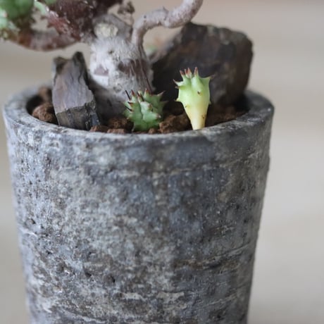 Euphorbia horrida f. monstruosa × たけろうポット 　no.714/37