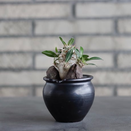 Pachypodium 恵比寿大黒 × N/OH (2.5号)  no.817-39