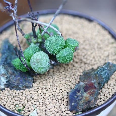 アドロミスクス グリーンボール／Adromischus marianiae var. herrei 'green ball'  no.80733