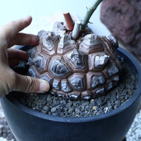 ディオスコレア   亀甲竜    Dioscorea elephantipe     no.91504