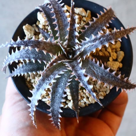 Dyckia ‘Brair Patch’ × ‘Sawfish’      011