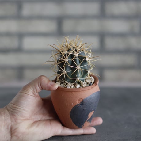 Ferocactus chrysacanthus / 金冠竜 × N/OH (2.5号)  no.510/39