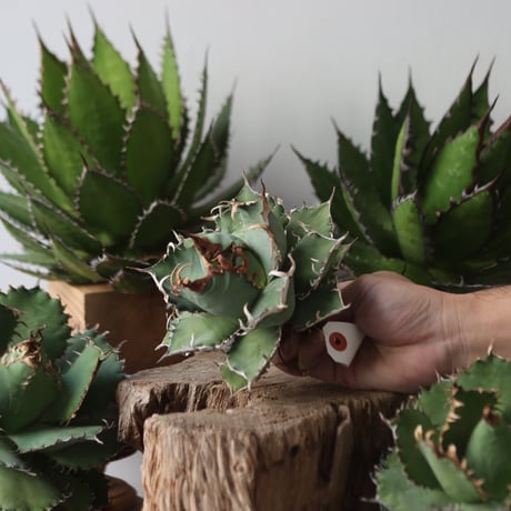 U.S. personal collection titanota (Agave titanota) / Style of Chika　no.1206-30