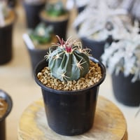 ユーフォルビア クリスパ Euphorbia crispa no.21647 | 芽の巣山