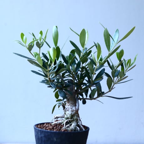 オリーブ　Olea europaea　 no.110842-1