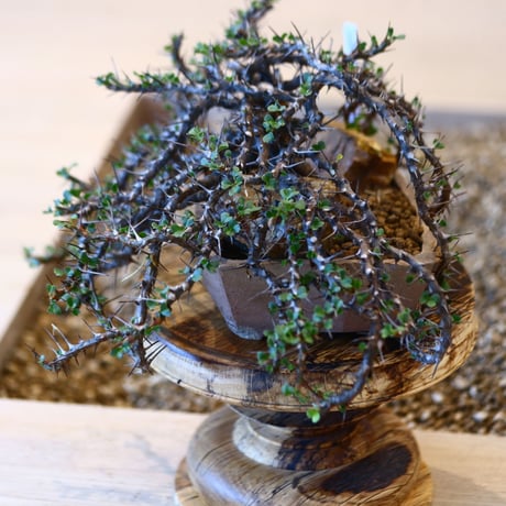 Sarcocaulon vanderietiae × N/OH   no.100838