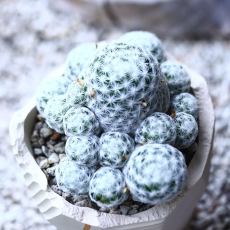 姫春星 Mammillaria humboldtii no.019