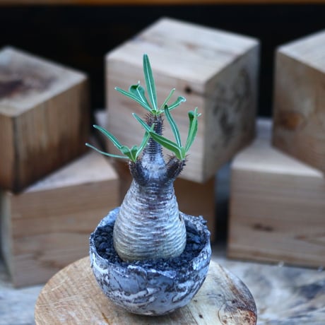パキポディウム  グラキリス ／Pachypodium  gracilius     no.110720