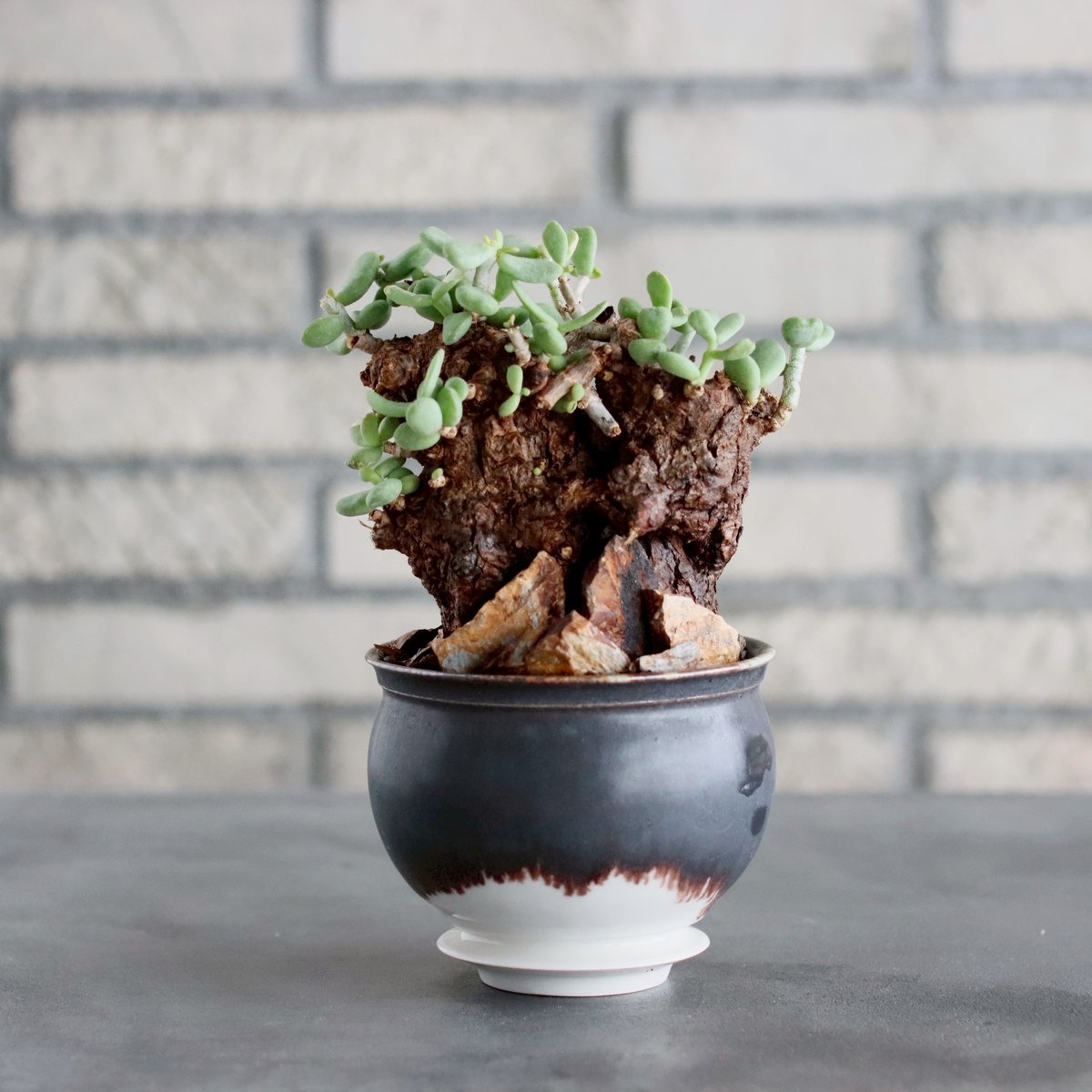 ピグマエア現地球発根済　中川智治鉢付き Ceraria pygmaea × 山山 特別共作鉢 (安西岳郎 × 中川智治) (3.5号)