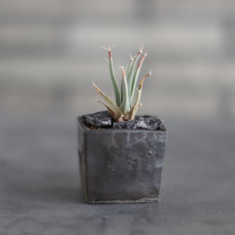 Leuchtenbergia principis × takero pot (2号)  no.907-62