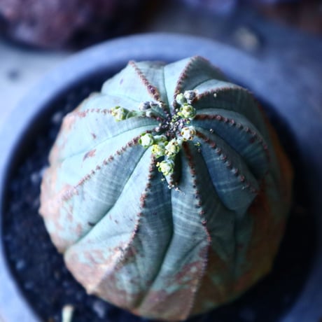 ユーフォルビア  オベサ    Euphorbia obesa　no.30121