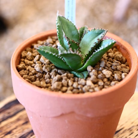 【9/9入荷未発根未活着ベアルート植込み】 Agave titanota "Filigree crested    no.91768