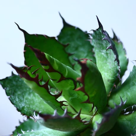 アガベ ホリダ    Agave horrida     no.1025-11