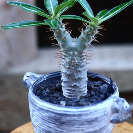 パキポディウム  カクチペス 実生／Pachypodium rosulatum var. cactipes   no.82933