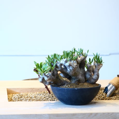 パキポディウム ブレビカリックス / Pachypodium densiflorum var. brevicalyx   no.50733