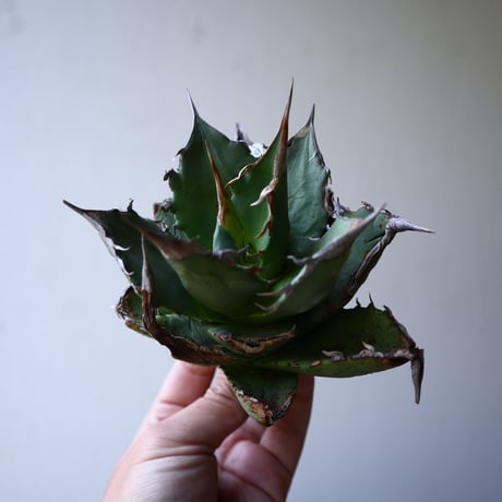アガベ   チタノタ   FO-76    Agave titanota  "FO-76"   no.42818