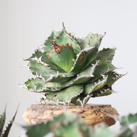 Agave titanota solareclipse / Style of Chika　no.42150