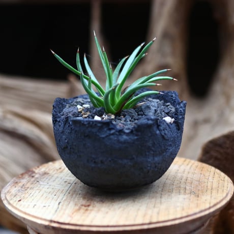 アガベ  アルボピロサ / Agave Albopilosa   no.30548