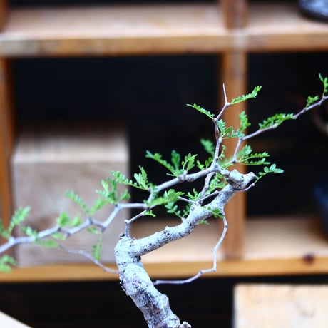 コミフォラ モンストローサ   Commiphora monstrosa   no.82227