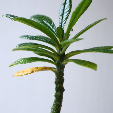 ドルステニア    ギガス   Dorstenia gigas  no.101404
