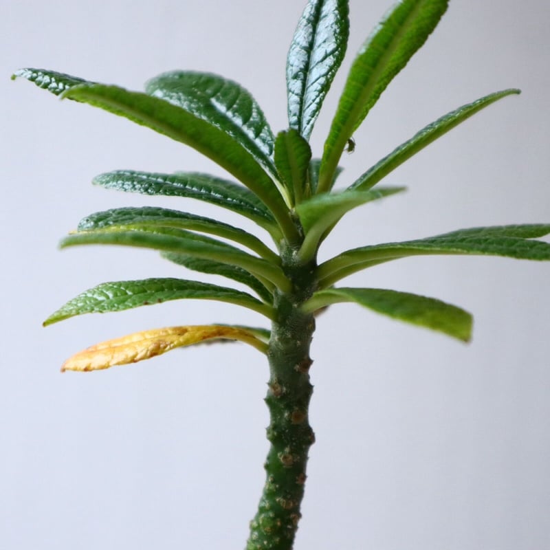 ドルステニア ギガス Dorstenia gigas no.101404 | 芽の巣山