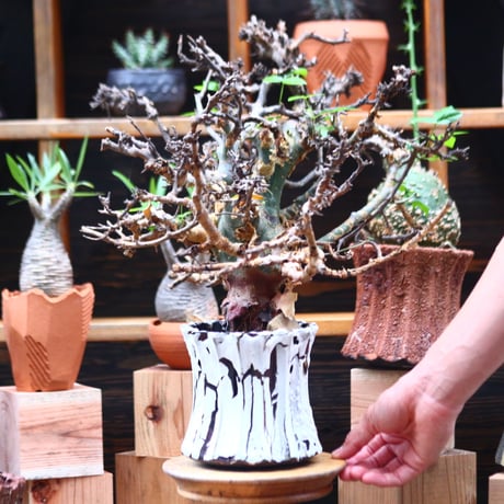 コミフォラ エミニー ／Commiphora eminii   no.72406
