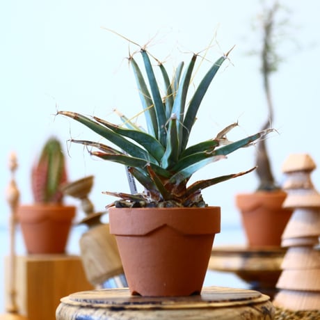 YAMABACHI × Leuchtenbergia principis  no.91027