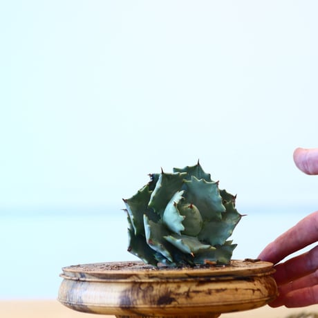 Agave Isthmensis / Style of Chika   no.1015/91