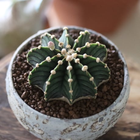 Gymnocalycium friedrichii LB2178 × たけろうポット   no.51205