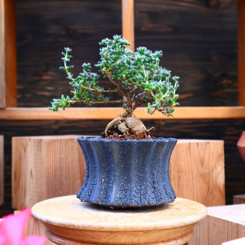 トリコディアデマ ブルボスム 姫紅小松／Trichodiadema bulbosum no