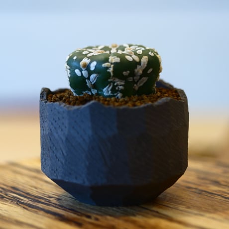 N/OH × Astrophytum asterias 'Super Kabuto'   no.61801