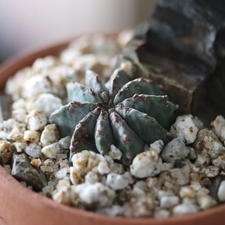 Euphorbia horrida × YAMABACHI  no.912-6