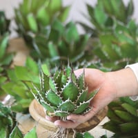 U.S. horrida (Agave horrida) / Style of Chika　no.1215-88