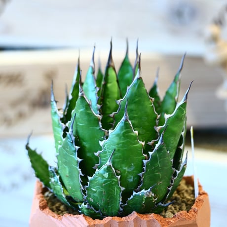 Agave horrida × N/OH   no.107119