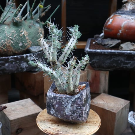 サルコカウロン  ヘレー／Sarcocaulon herrei     no.121819-2