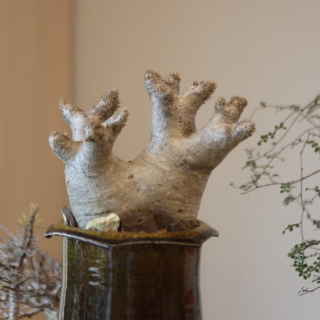 Pachypodium densiforum × Masato Akutsu   no.119-10