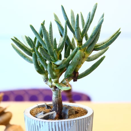 N/OH × Aloe ramosissima   no.61852
